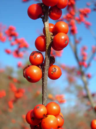 Ilex verticillata - bessen in de tuin